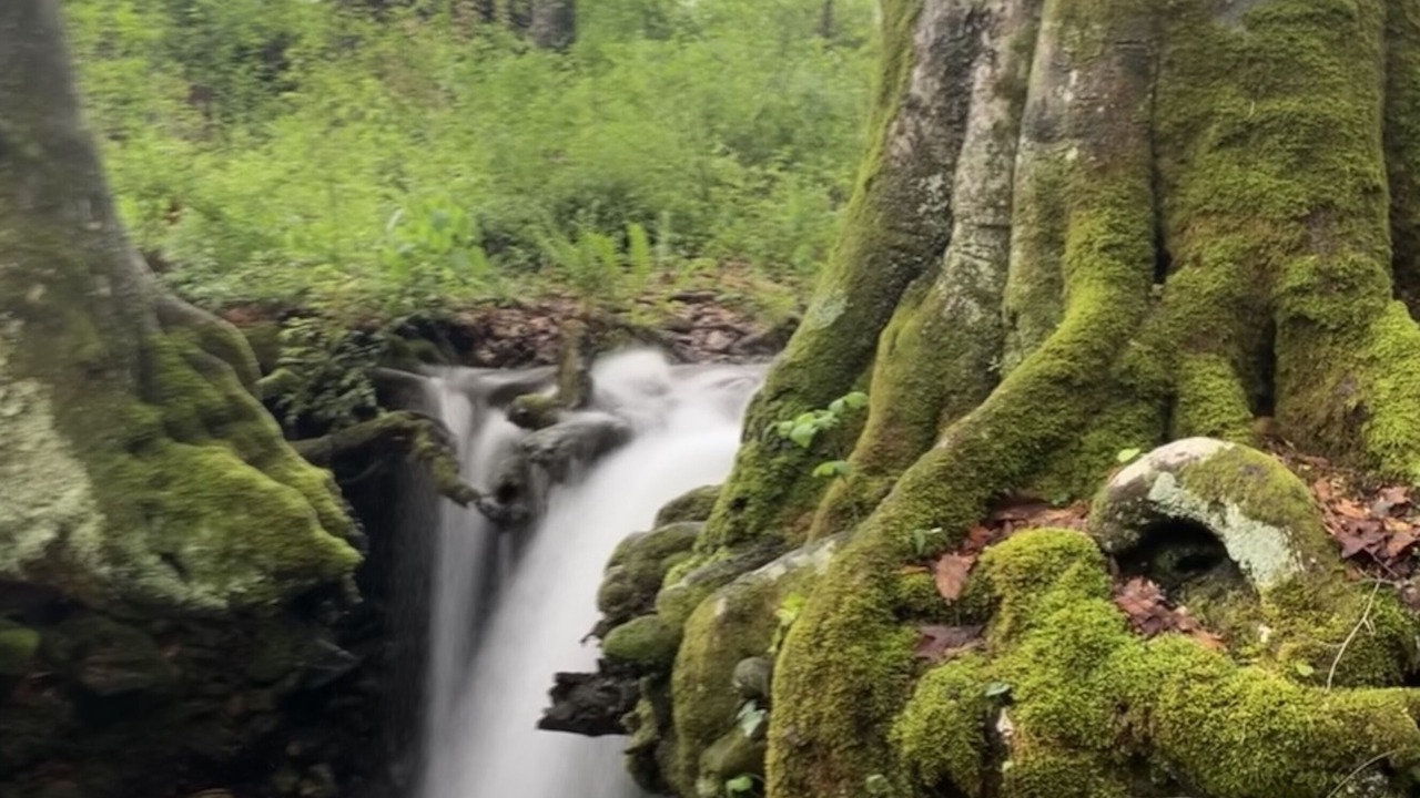 Photo of Outdoor in Tiger