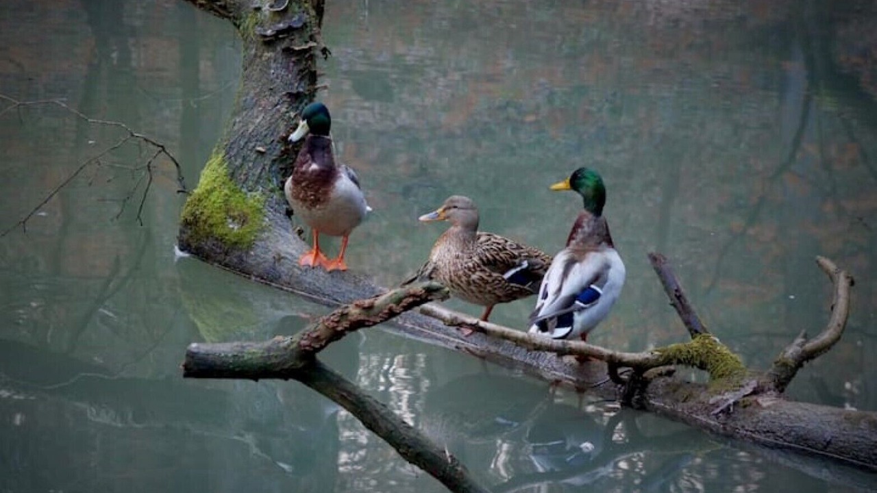 Photo of Others in Ribbesford