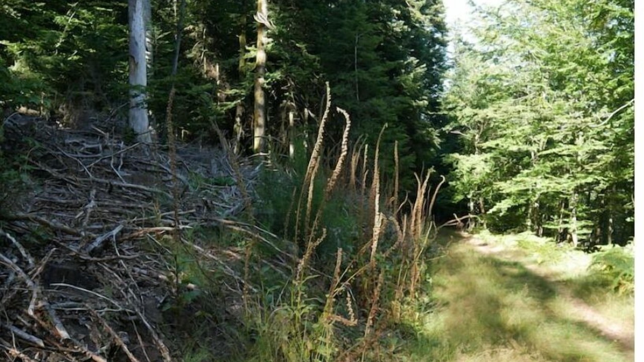 Photo of Outdoor in Walscheid