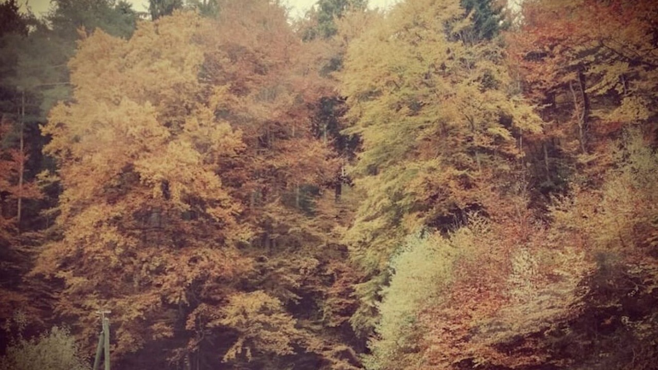 Photo of Others in Walscheid