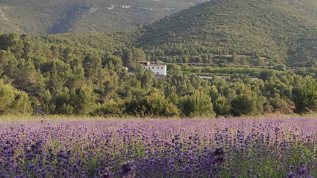Photo of Others in Aielo de Malferit