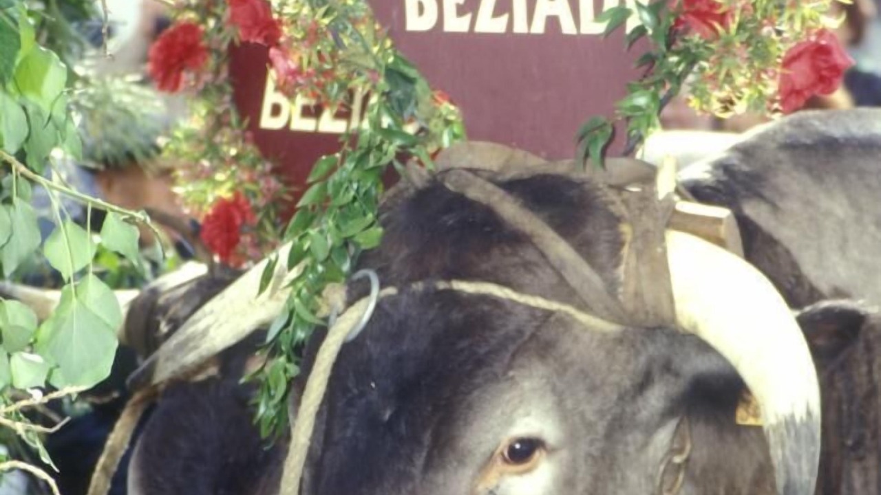 Photo of Others in Lavazan