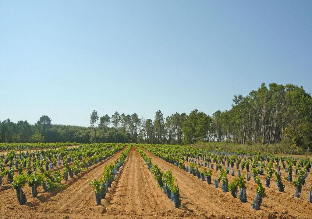 Photo of Others in Saint-Morillon
