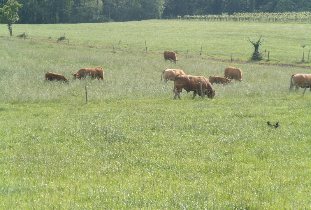 Photo of Others in Saint-Andre-du-Bois
