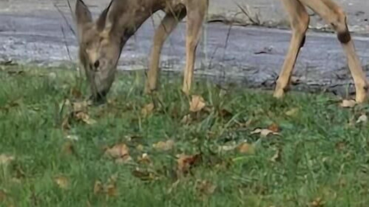 Photo of Others in Gaillan-en-Medoc