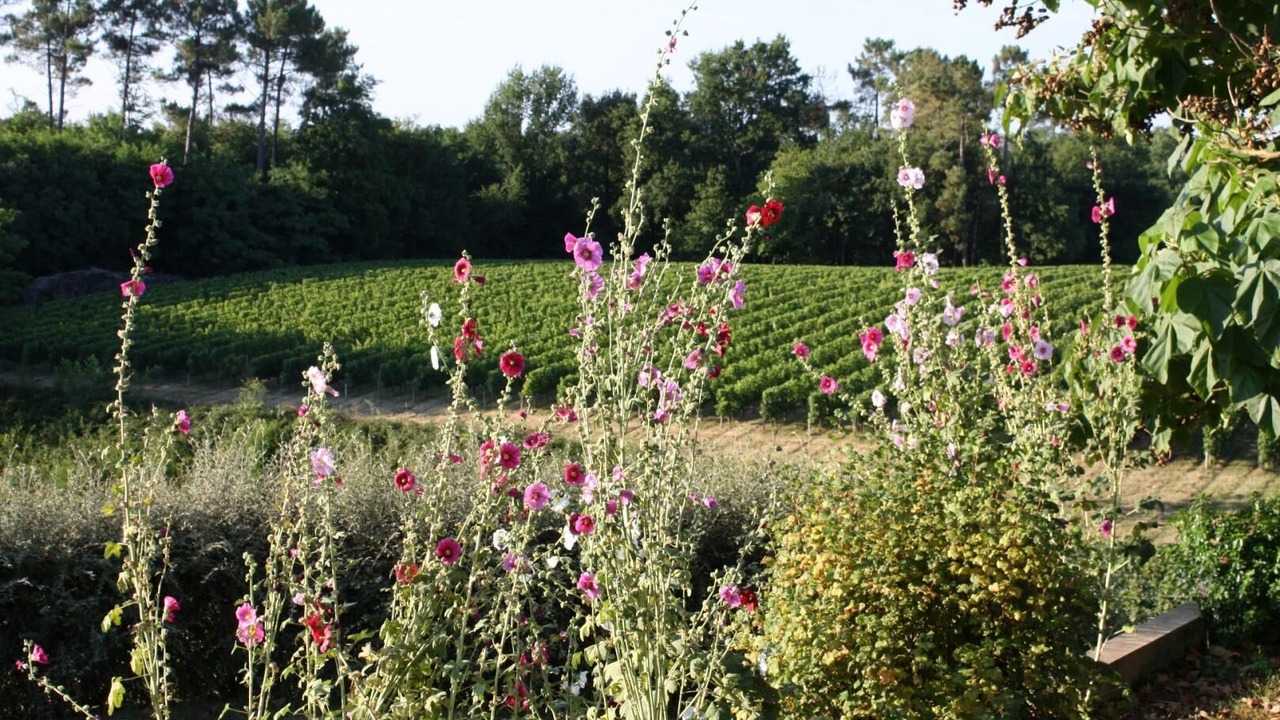 Photo of Outdoor in Saint-Trojan