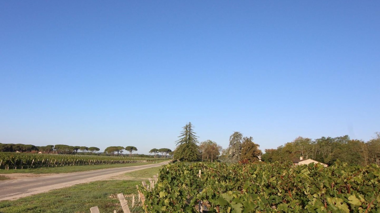 Photo of Others in Cussac-Fort-Medoc