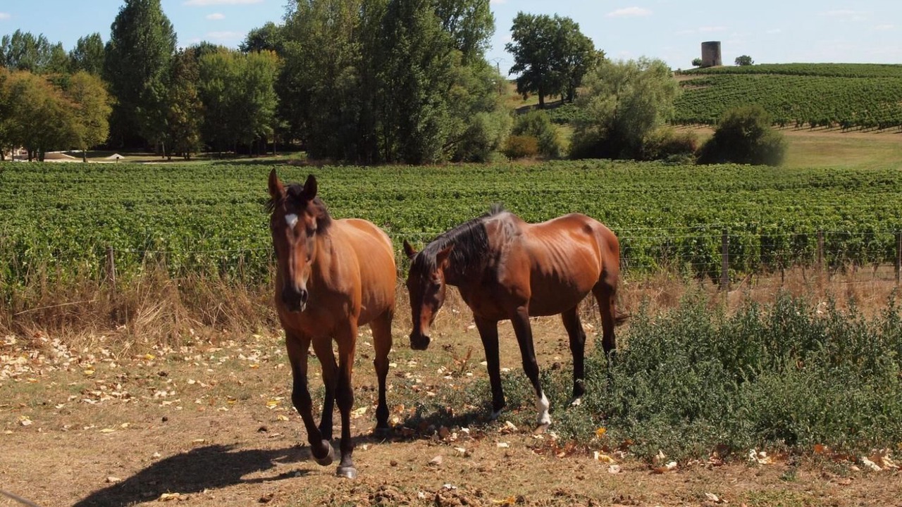 Photo of Others in Saint-Savin