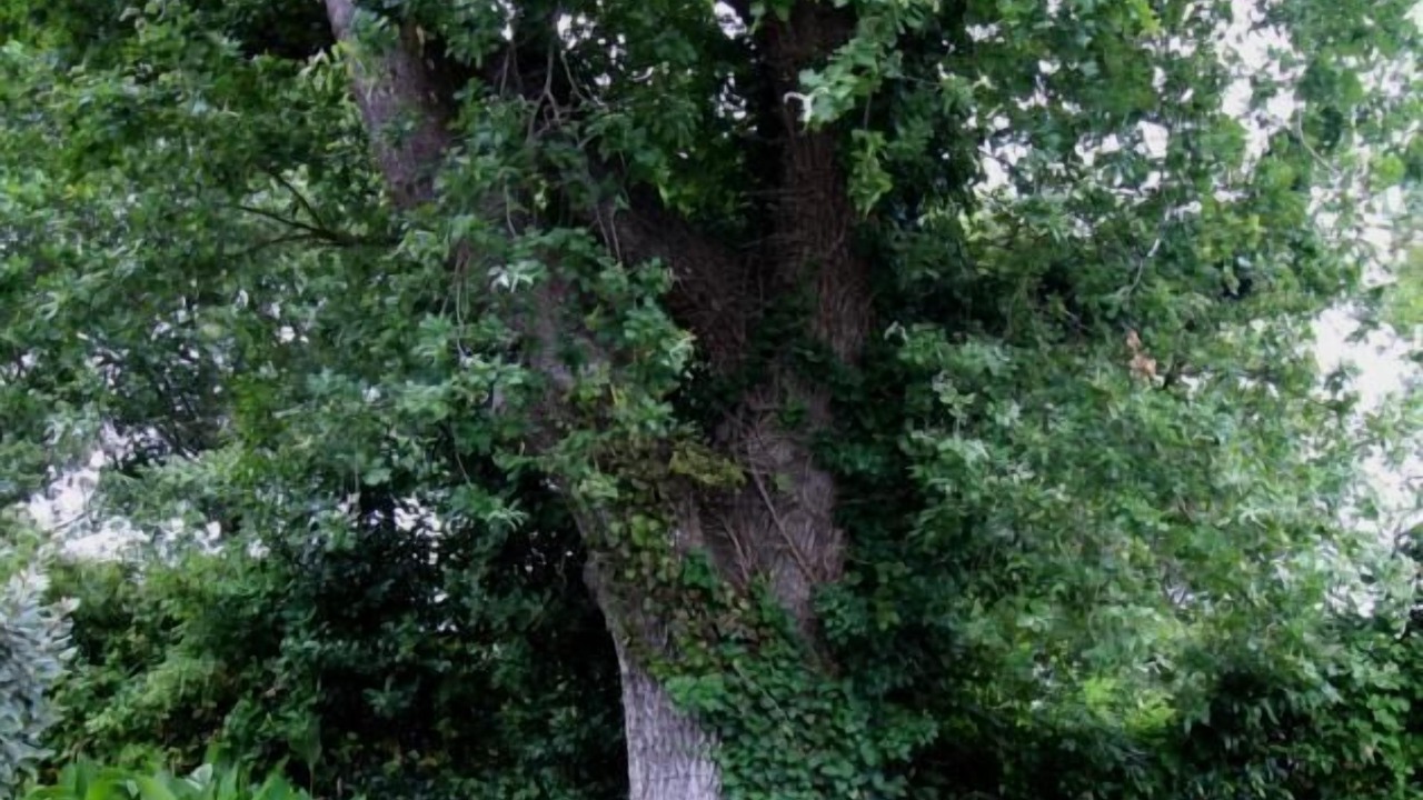 Photo of Outdoor in Vensac