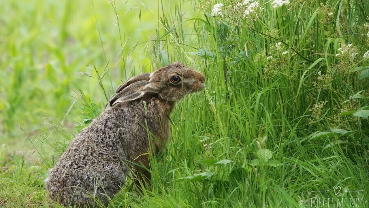 Photo of Others in Thornton Hough