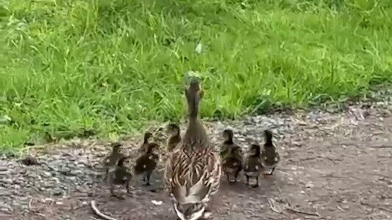 Photo of Others in Thornton Hough