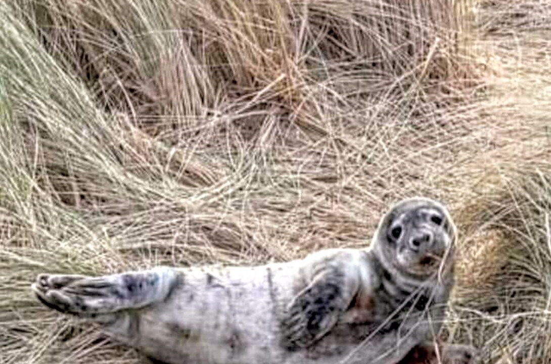 Photo of Outdoor in Scratby