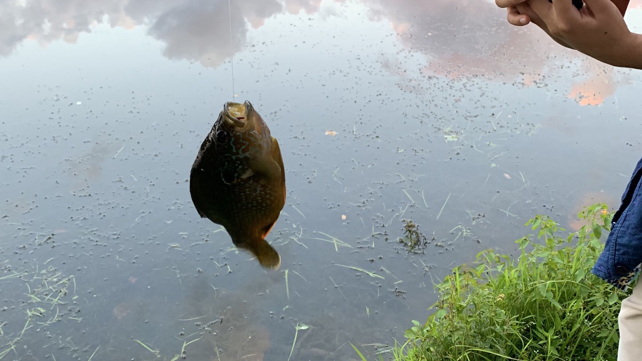 Photo of Outdoor in Gillett