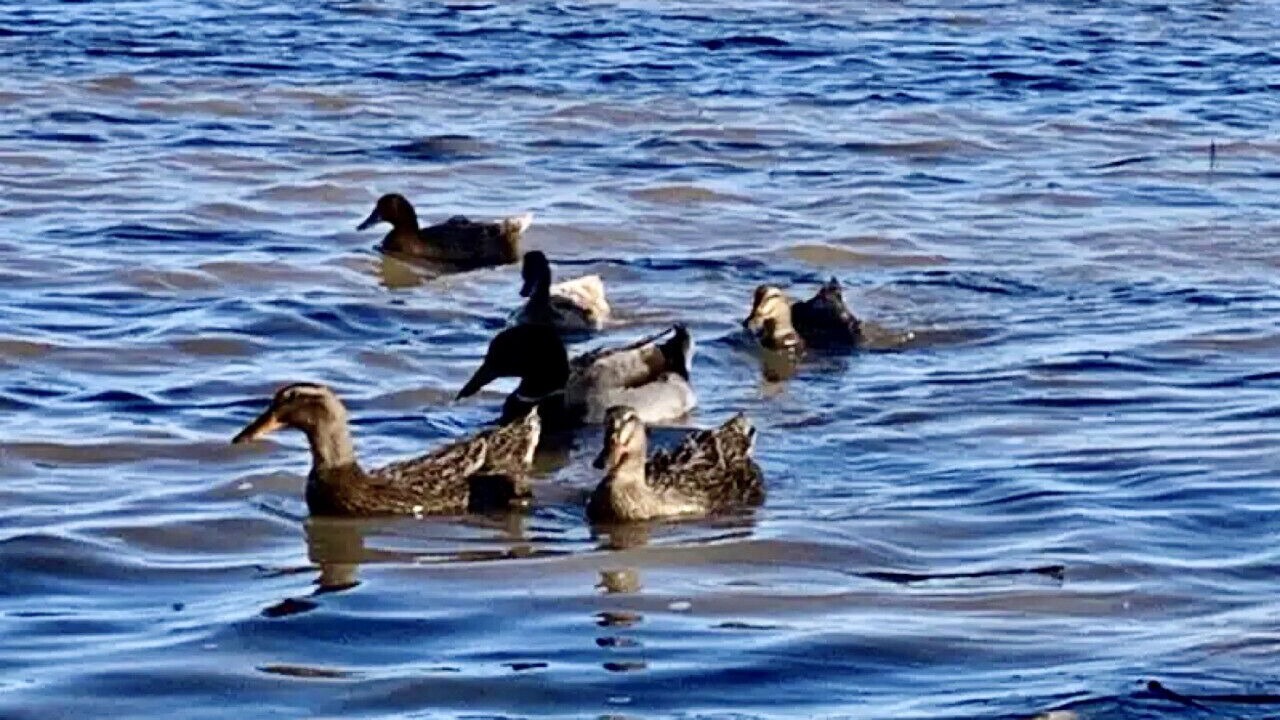 Photo of Others in Au Gres