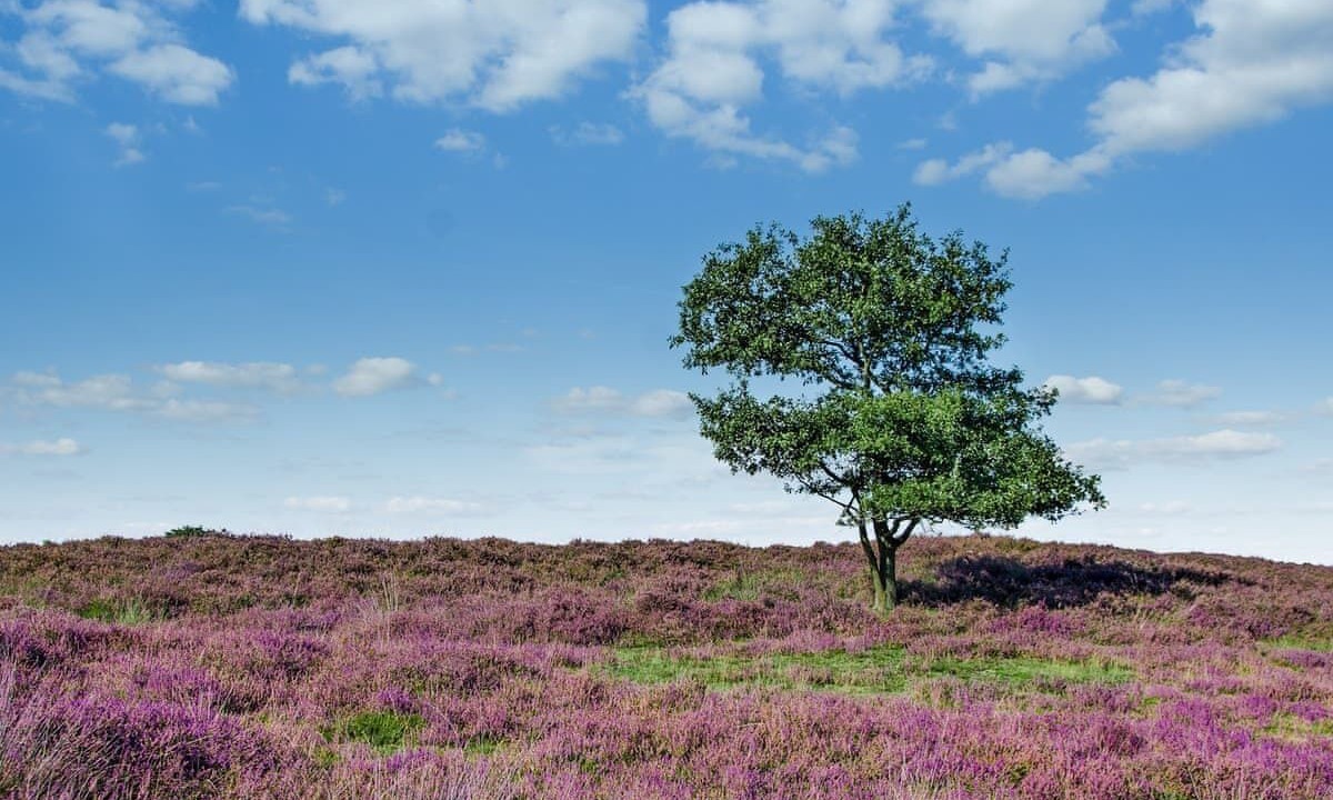 Photo of Others in Lauder