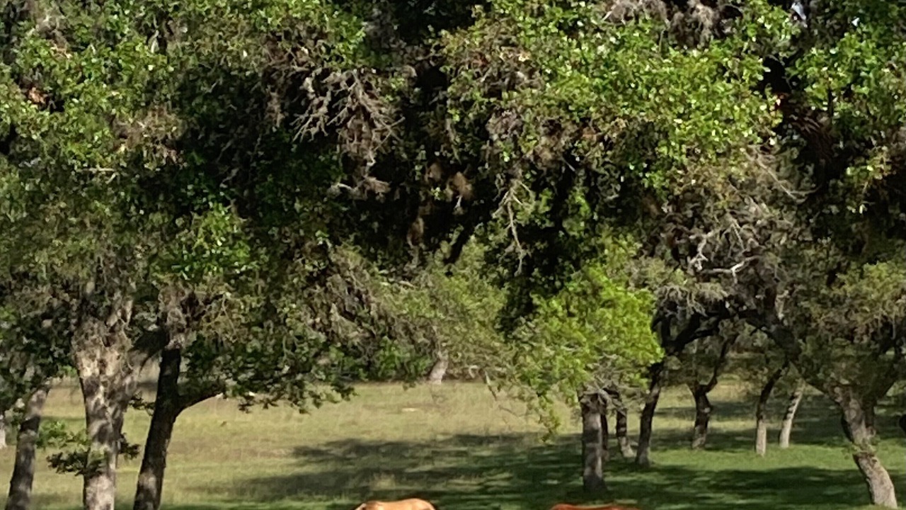 Photo of Others in Kendalia