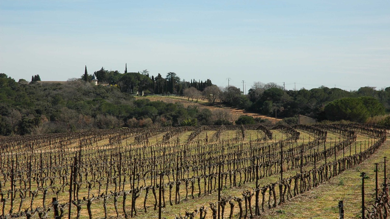 Photo of Others in Lunel-Viel