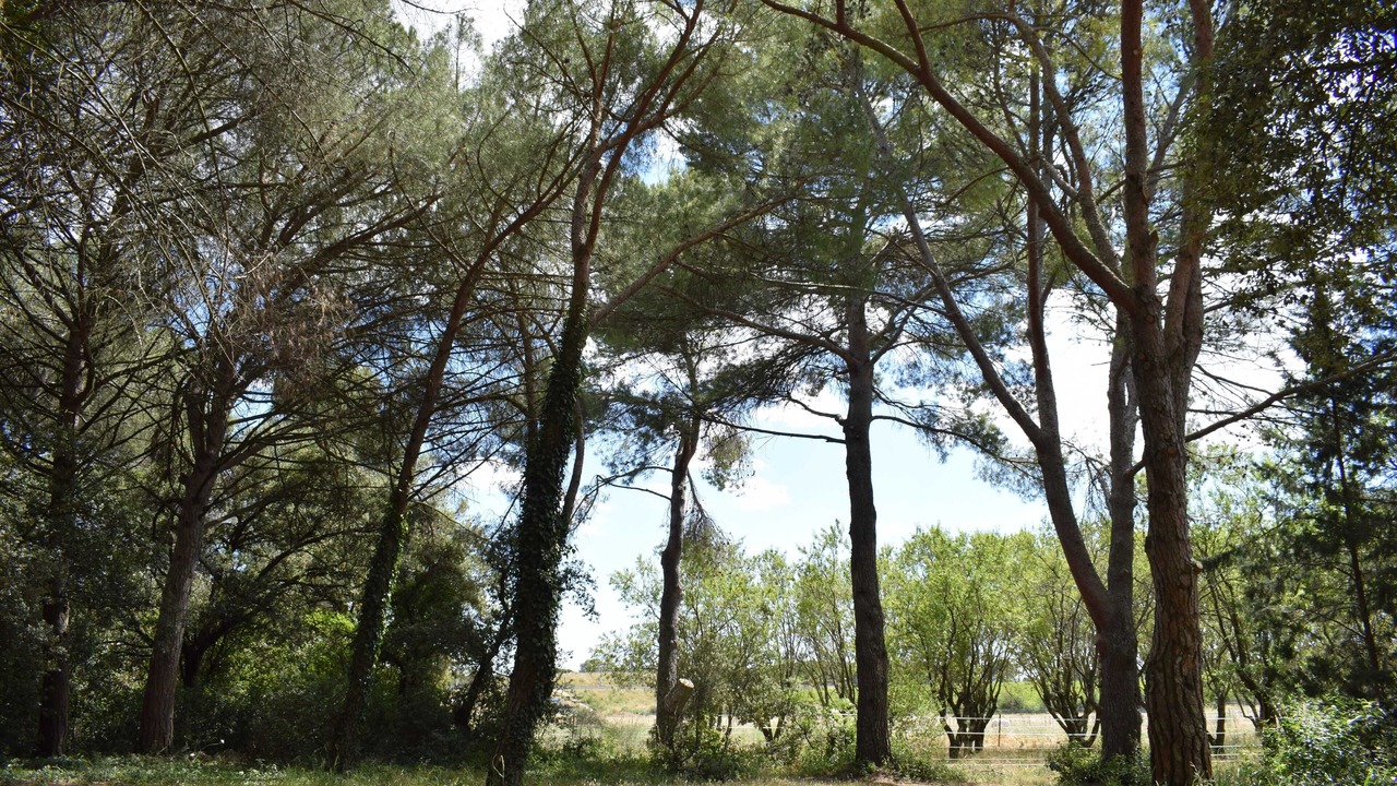 Photo of Others in Lunel-Viel