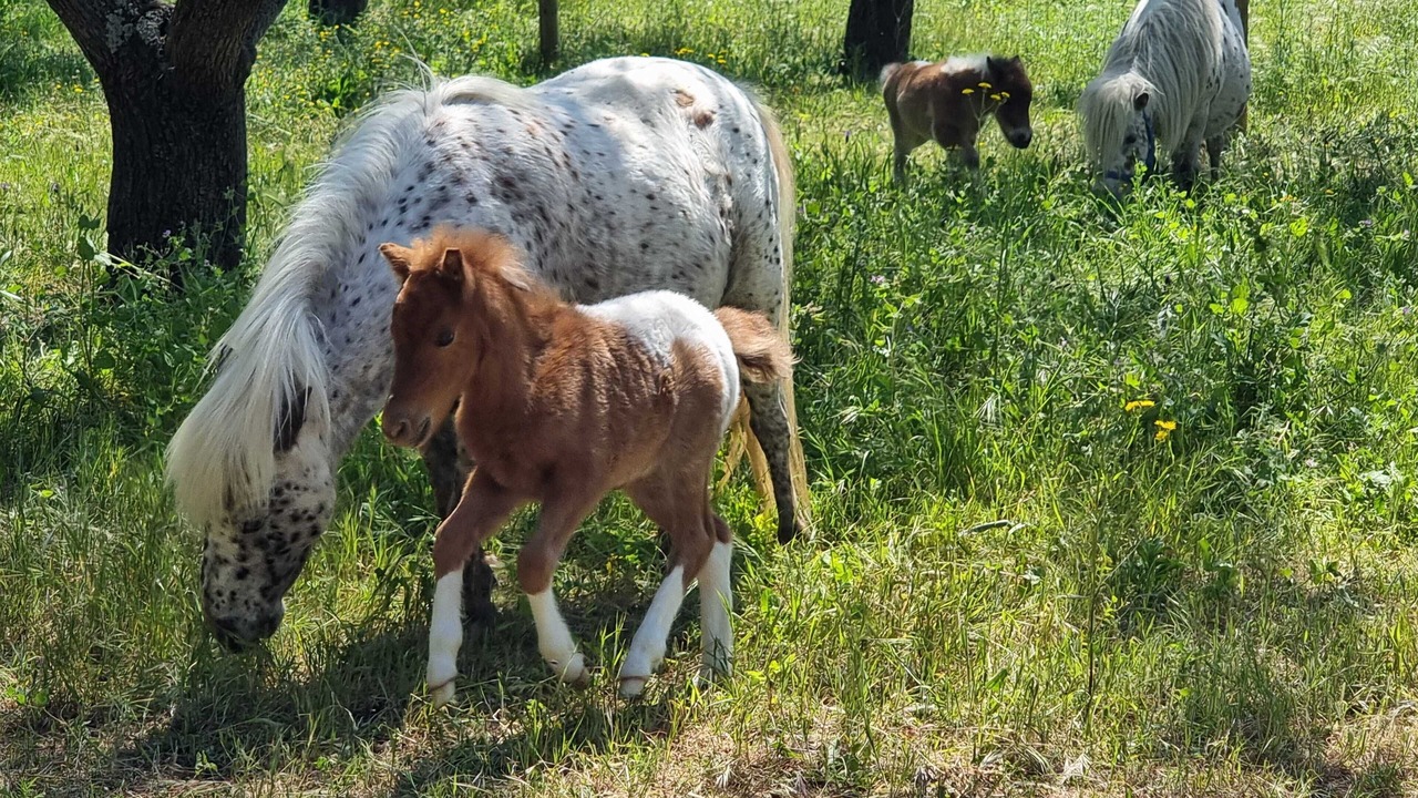 Photo of Outdoor in Lunel-Viel