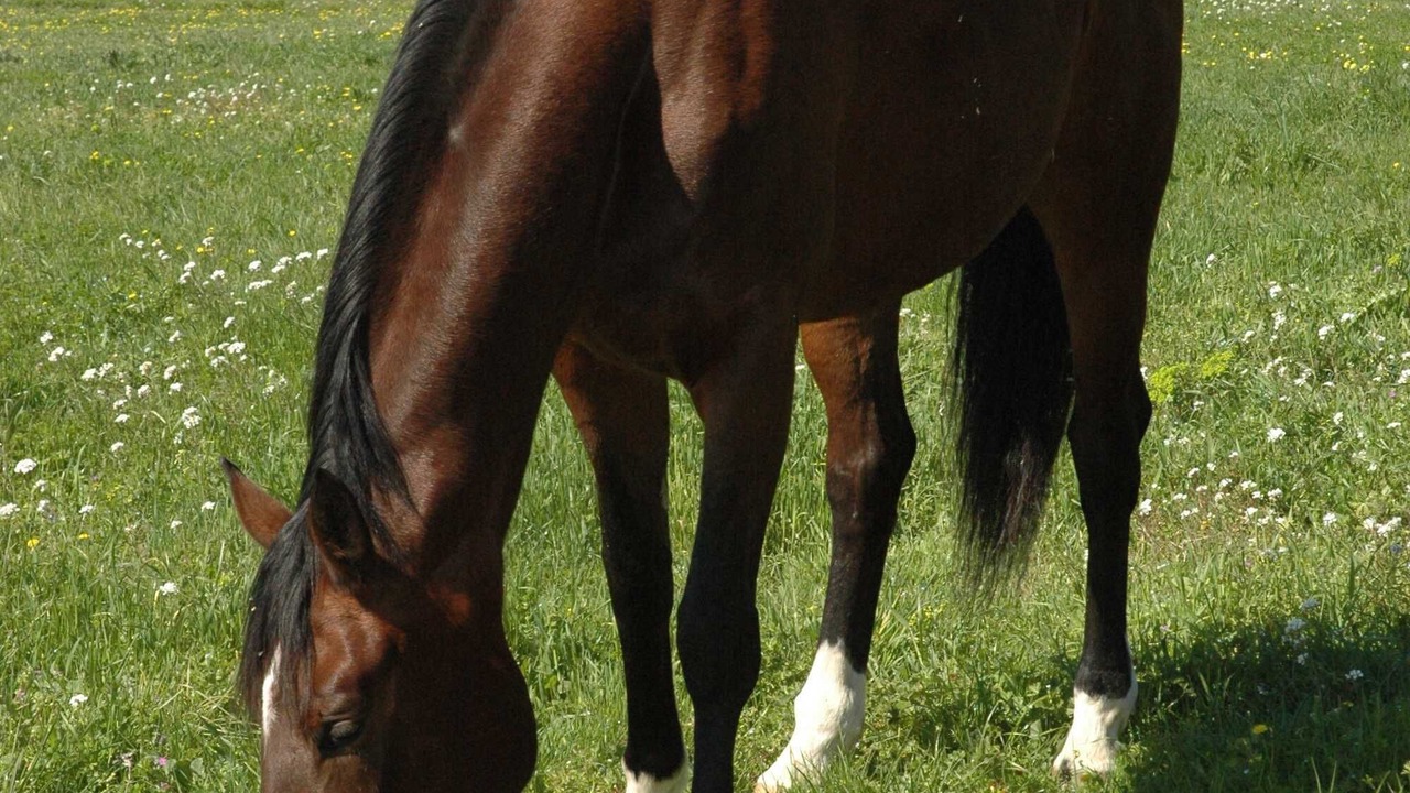 Photo of Outdoor in Lunel-Viel