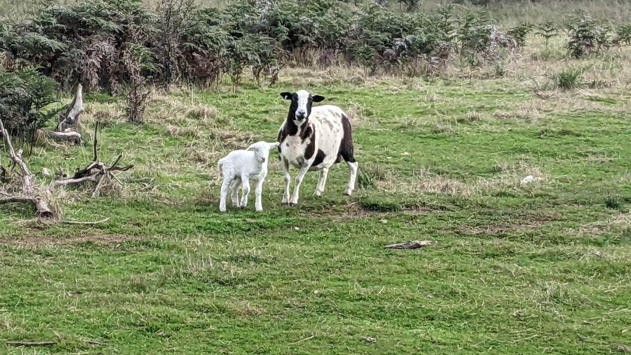 Photo of Others in Marraweeney