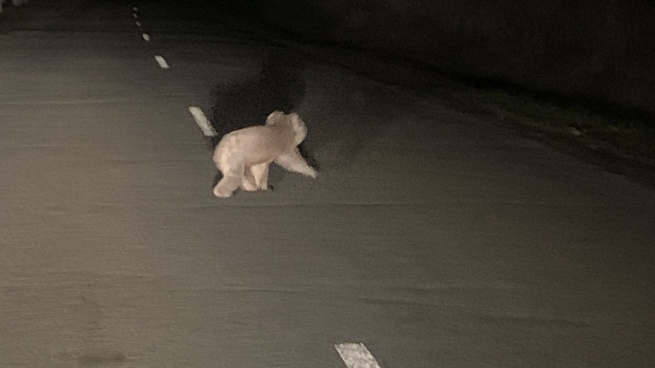 Photo of Others in Marraweeney