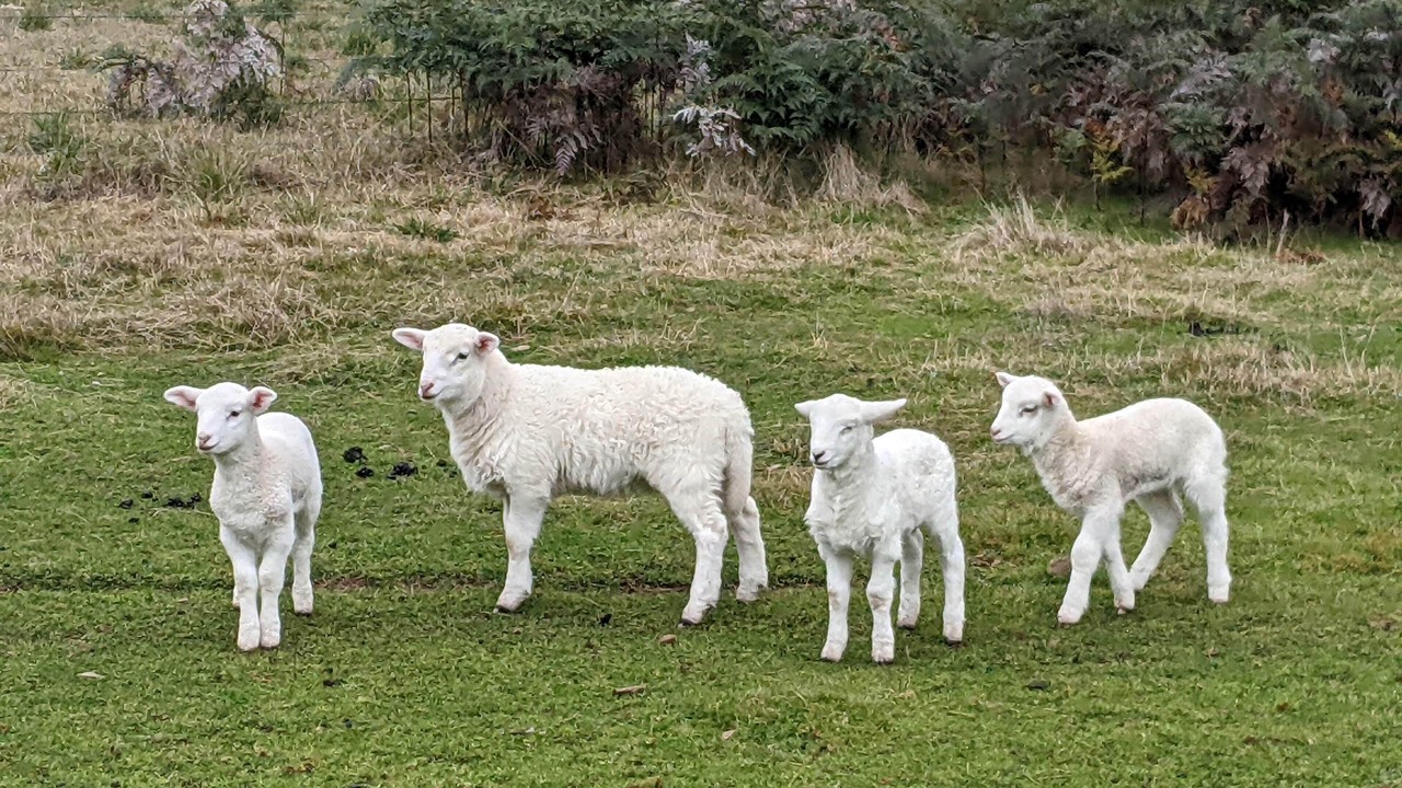 Photo of Others in Marraweeney