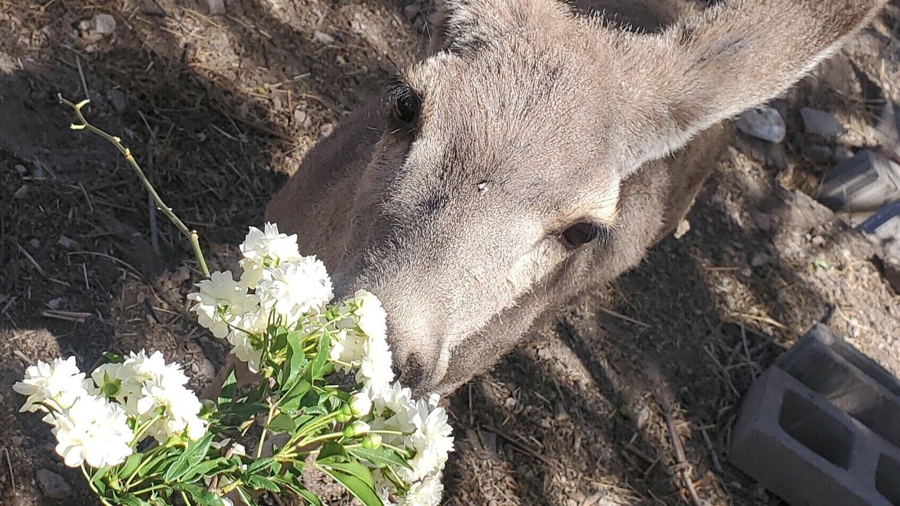 Photo of Outdoor in Tombstone