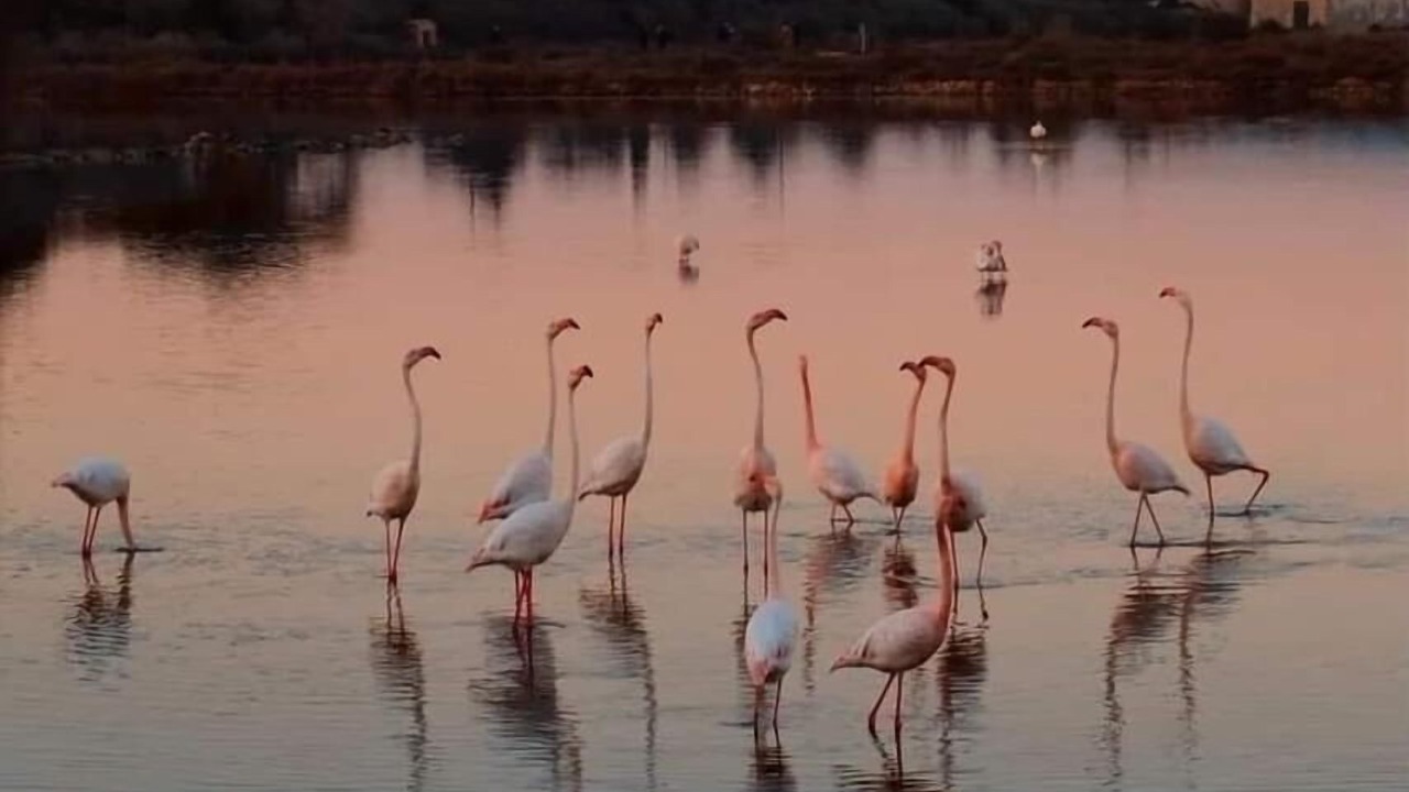 Photo of Others in Peyriac-de-Mer