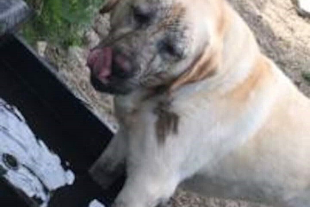 Photo of Others in Guilsfield