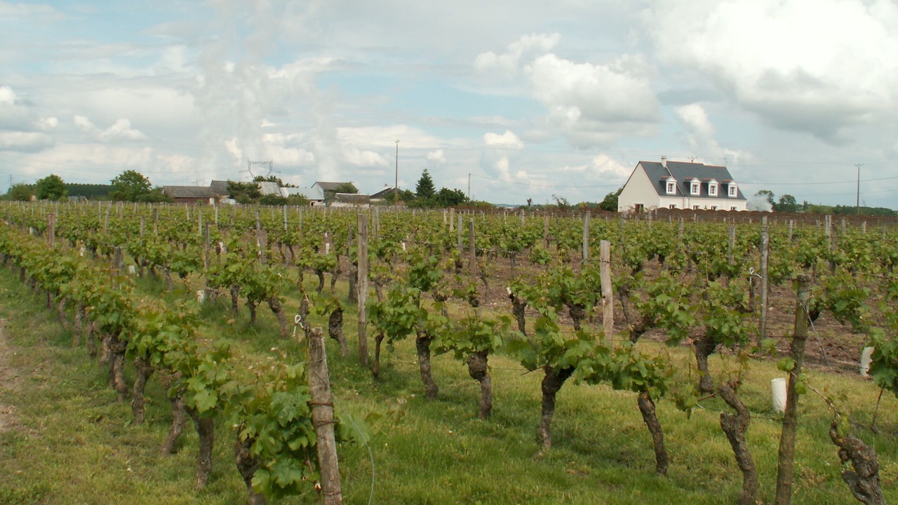 Photo of Others in Savigny-en-Veron
