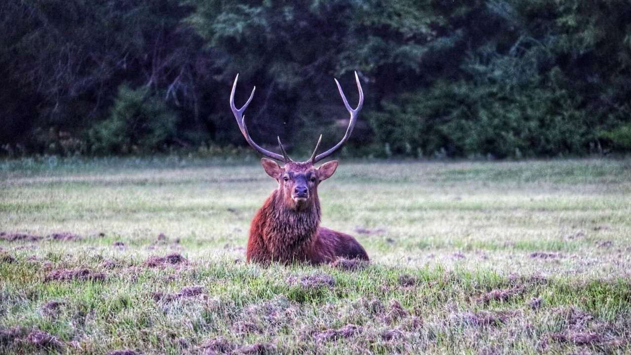 Photo of Others in Piney Woods