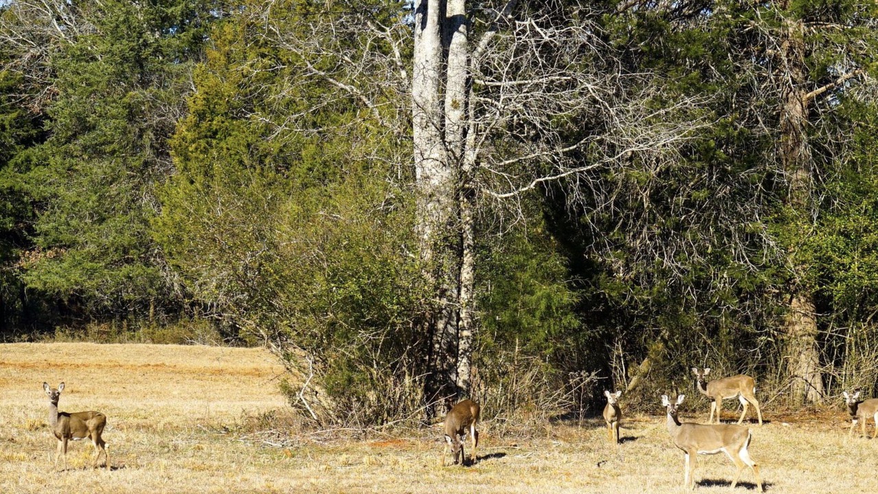 Photo of Others in Piney Woods