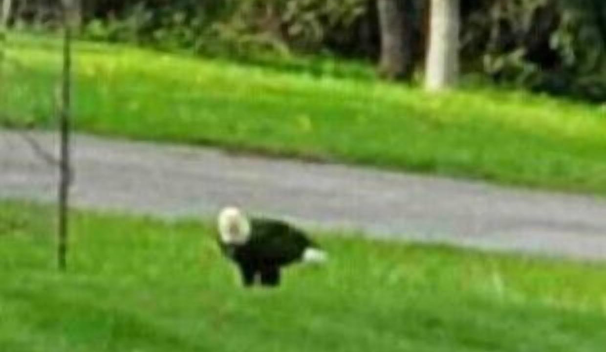 Photo of Others in Hobart