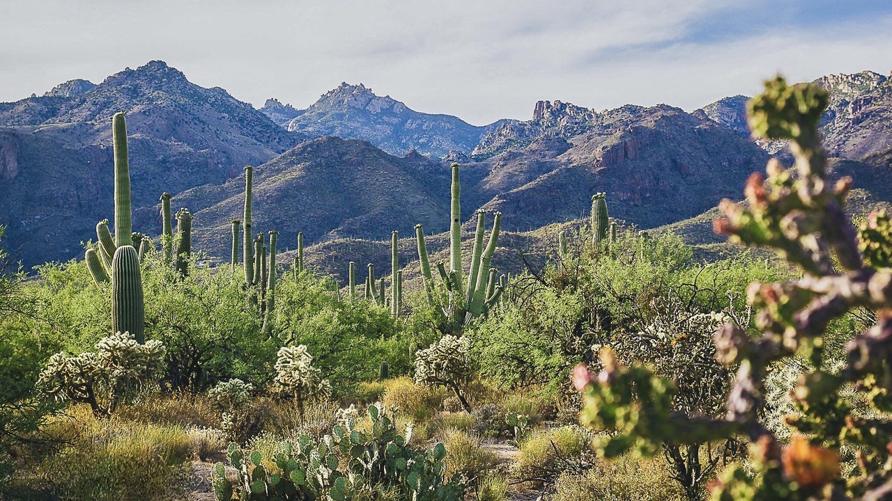 Photo of Others in Sierra Vista