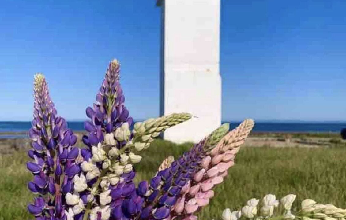 Photo of Others in Pictou
