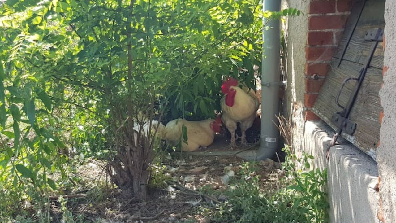 Photo of Outdoor in Saint-Jean-Saint-Maurice-sur-Loire