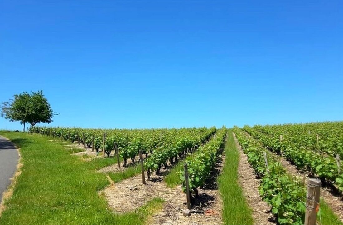 Photo of Outdoor in Savonnieres