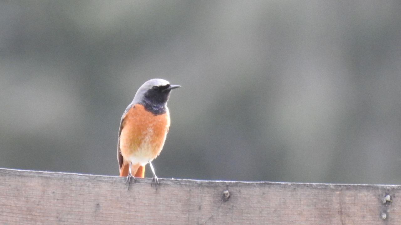 Photo of Others in Maisonnais-sur-Tardoire