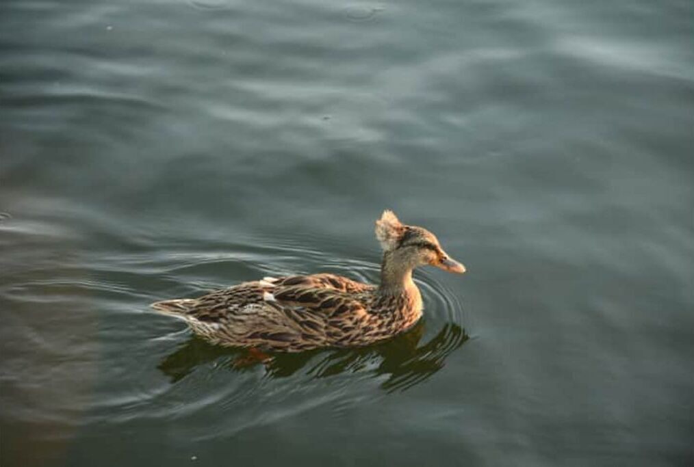 Photo of Others in Catskill