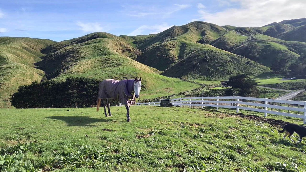 Photo of Others in Tawa