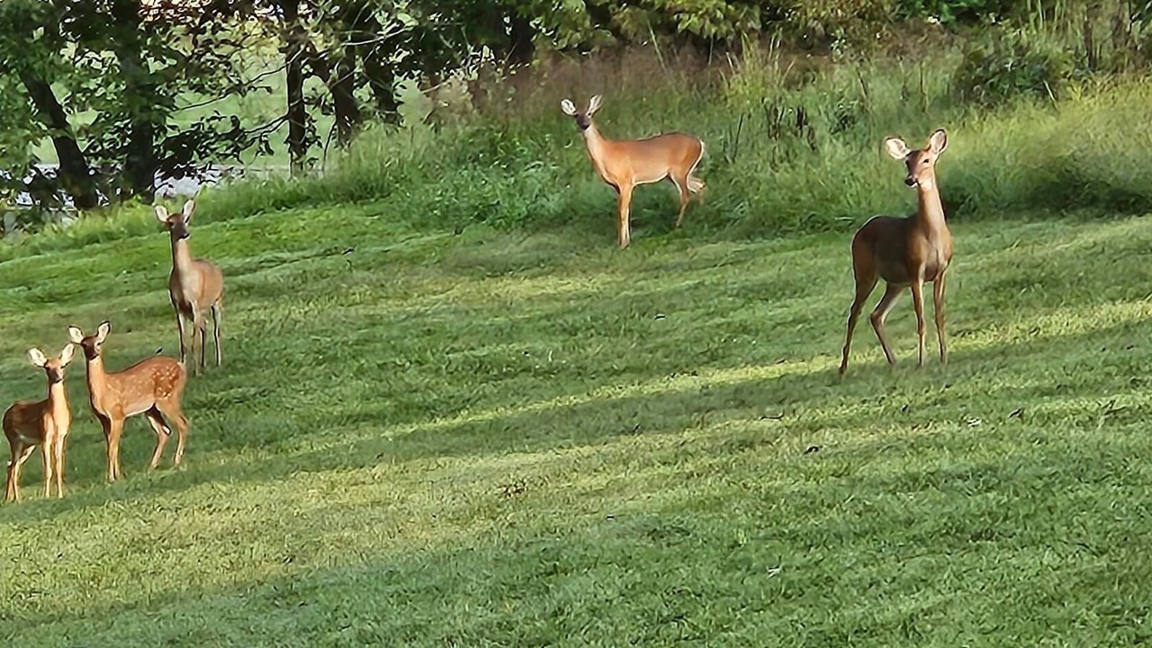 Photo of Others in Rogersville