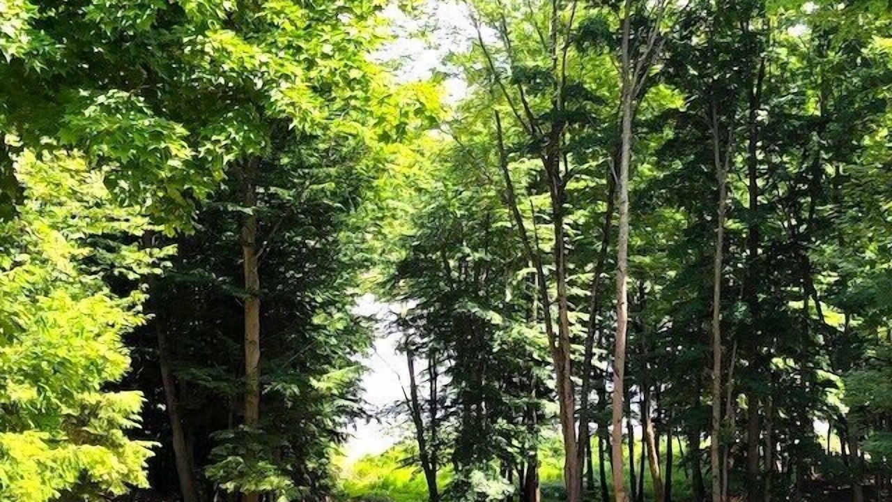 Photo of Outdoor in Free Soil