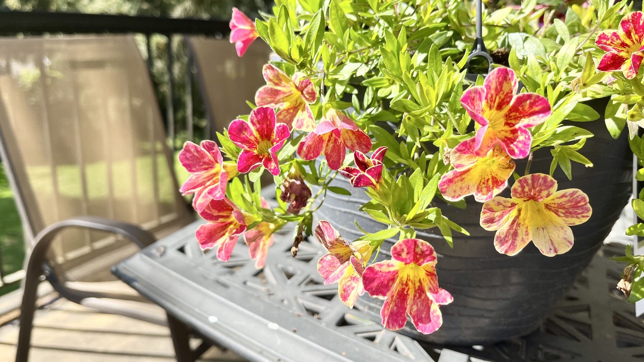 Photo of Outdoor in Kirkland