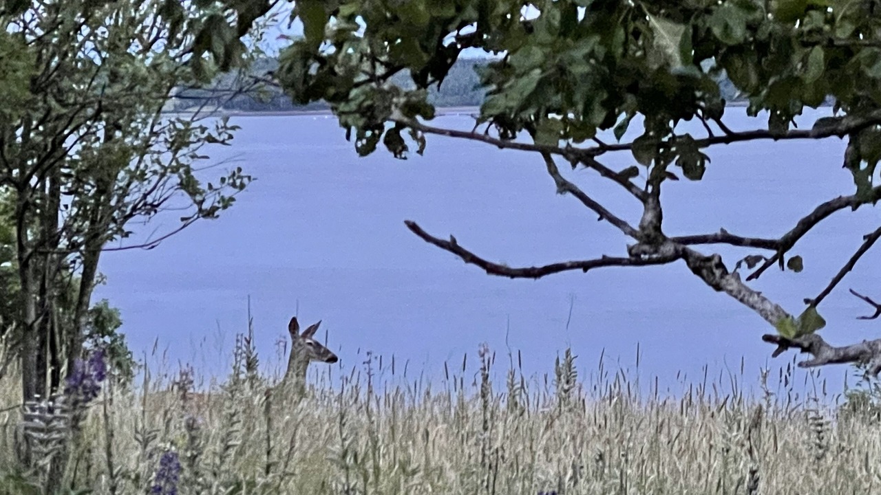 Photo of Others in Eastport