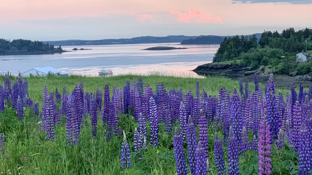 Photo of Others in Eastport