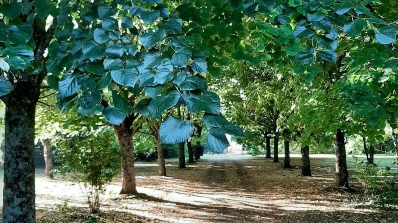 Photo of Outdoor in Cherves