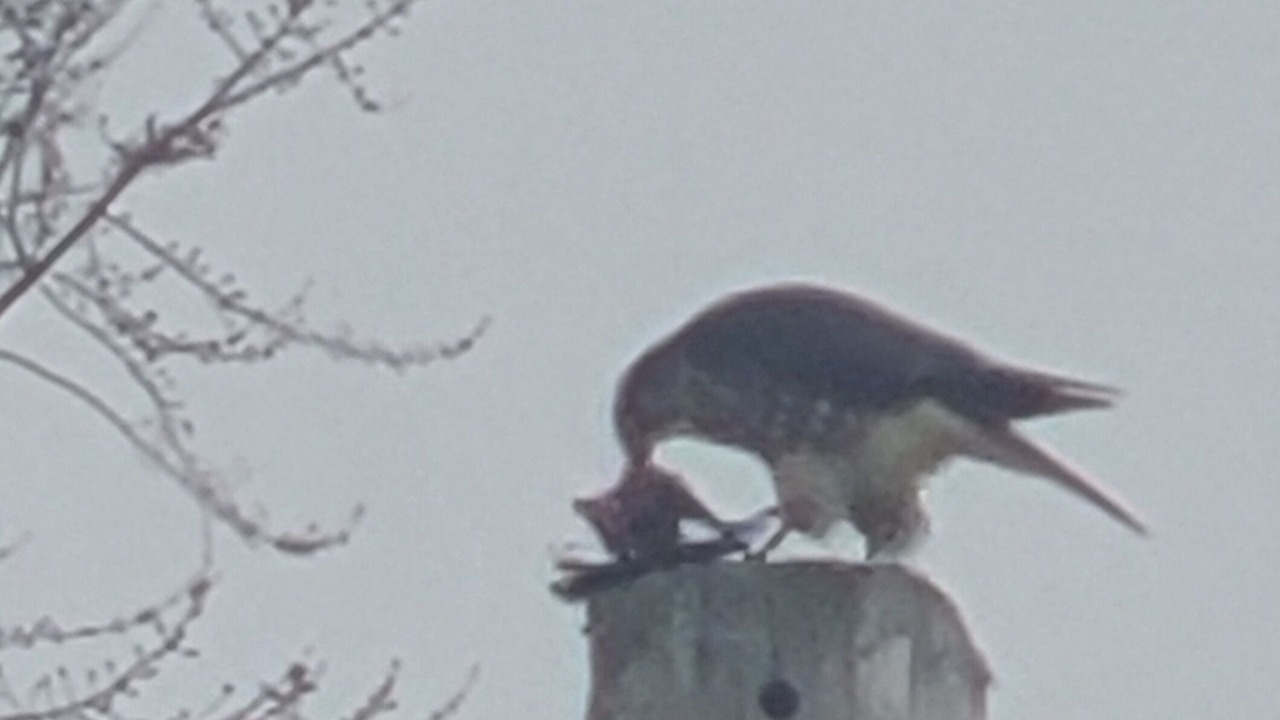 Photo of Outdoor in East Irondequoit