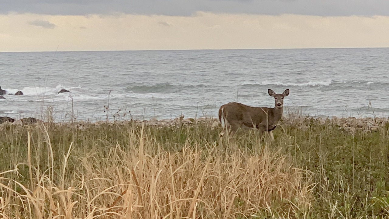 Photo of Outdoor in Narragansett