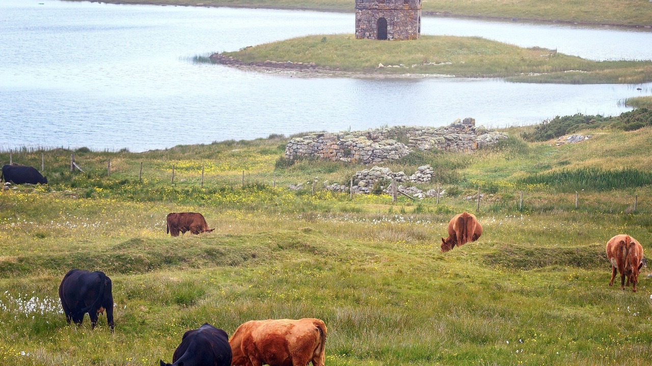 Photo of Others in Lochmaddy